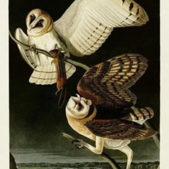 Large Barn Owl J.J. Audubon Print on Canvas Plate CLXXL Authentic Repro